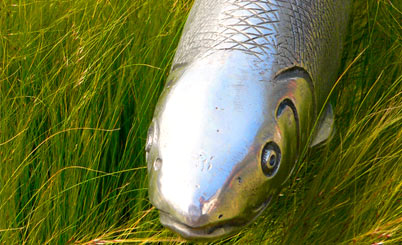 免费ddos在线攻击